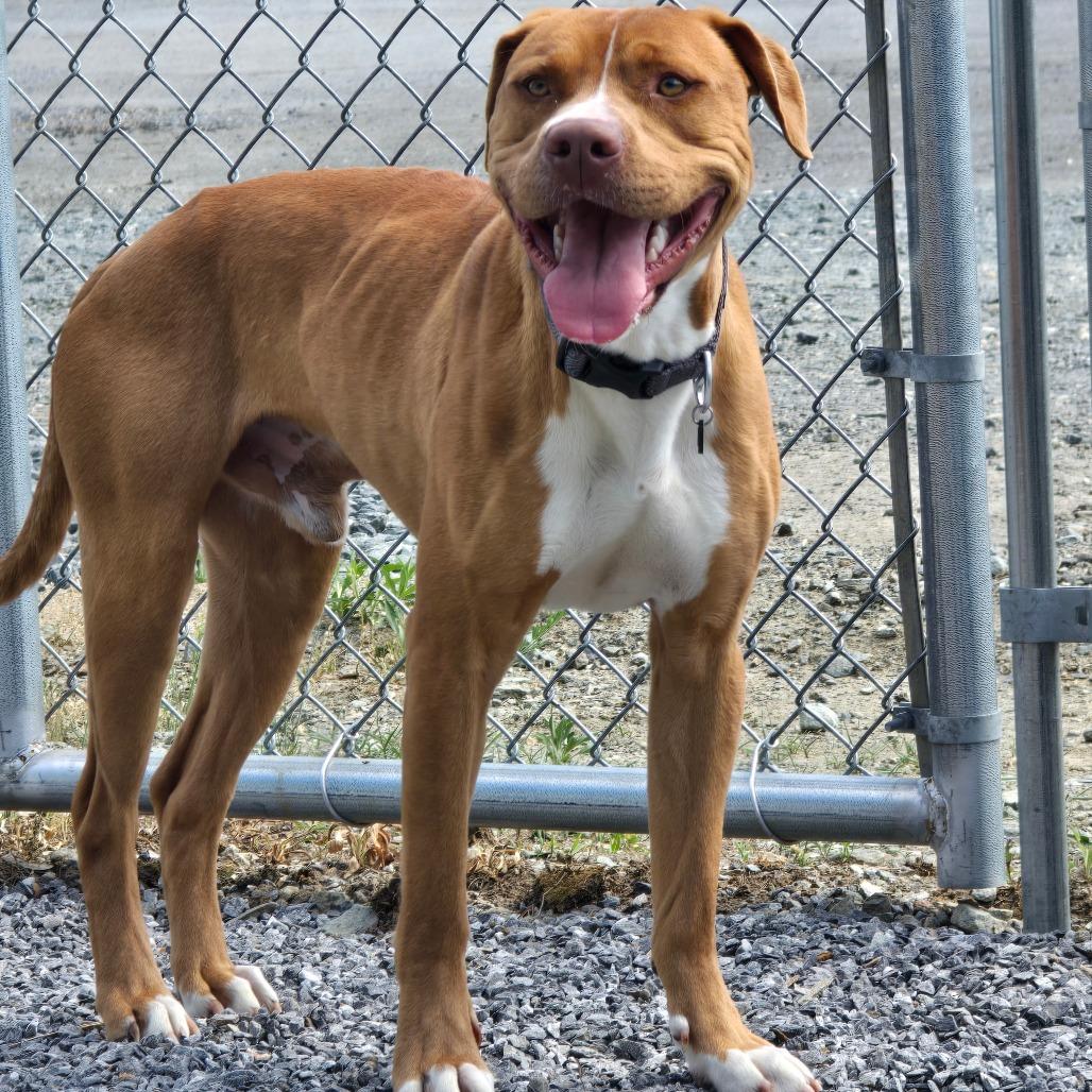 Roman, a Adoptable Mixed Breed in Walnut Cove, NC image 4/6