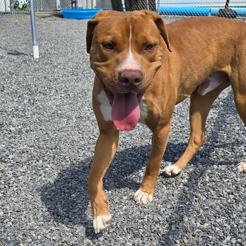 Roman, a Adoptable Mixed Breed in Walnut Cove, NC image 5/6
