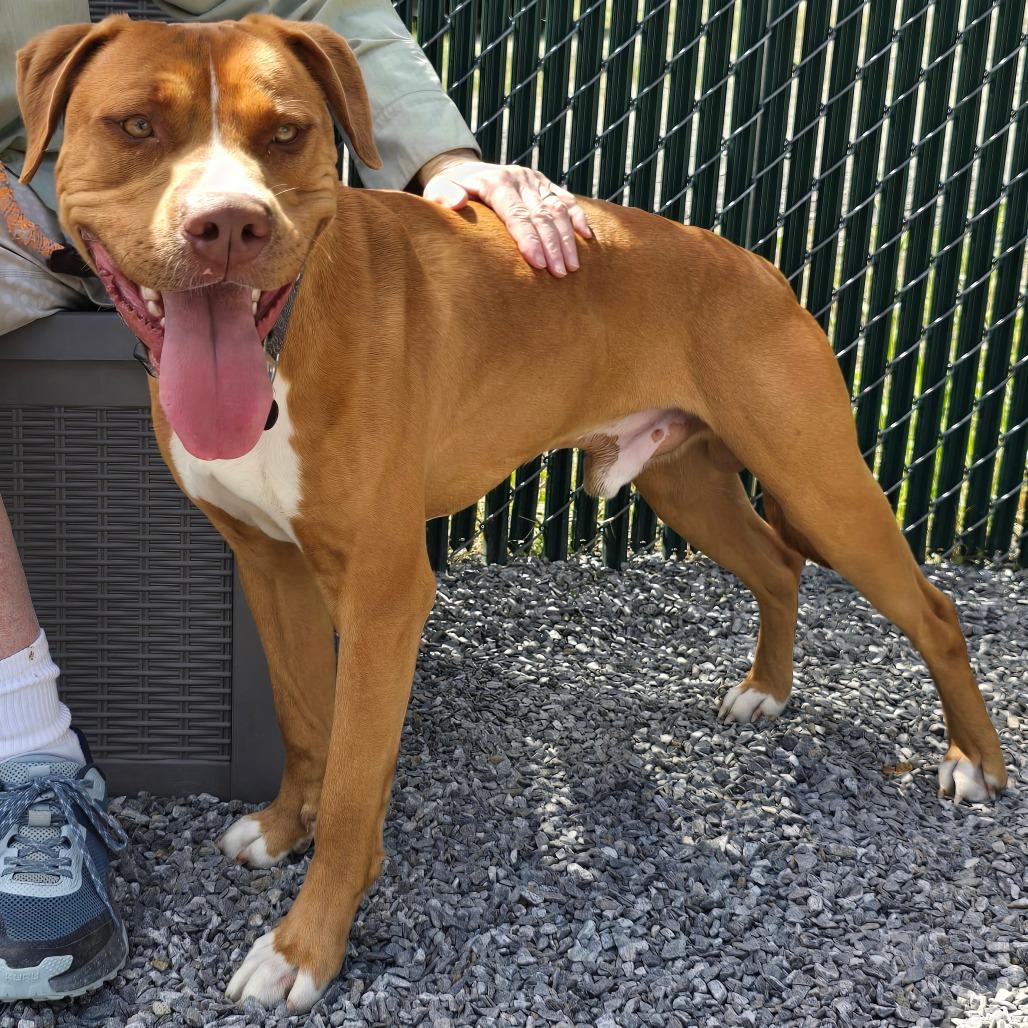 Roman, a Adoptable Mixed Breed in Walnut Cove, NC image 6/6