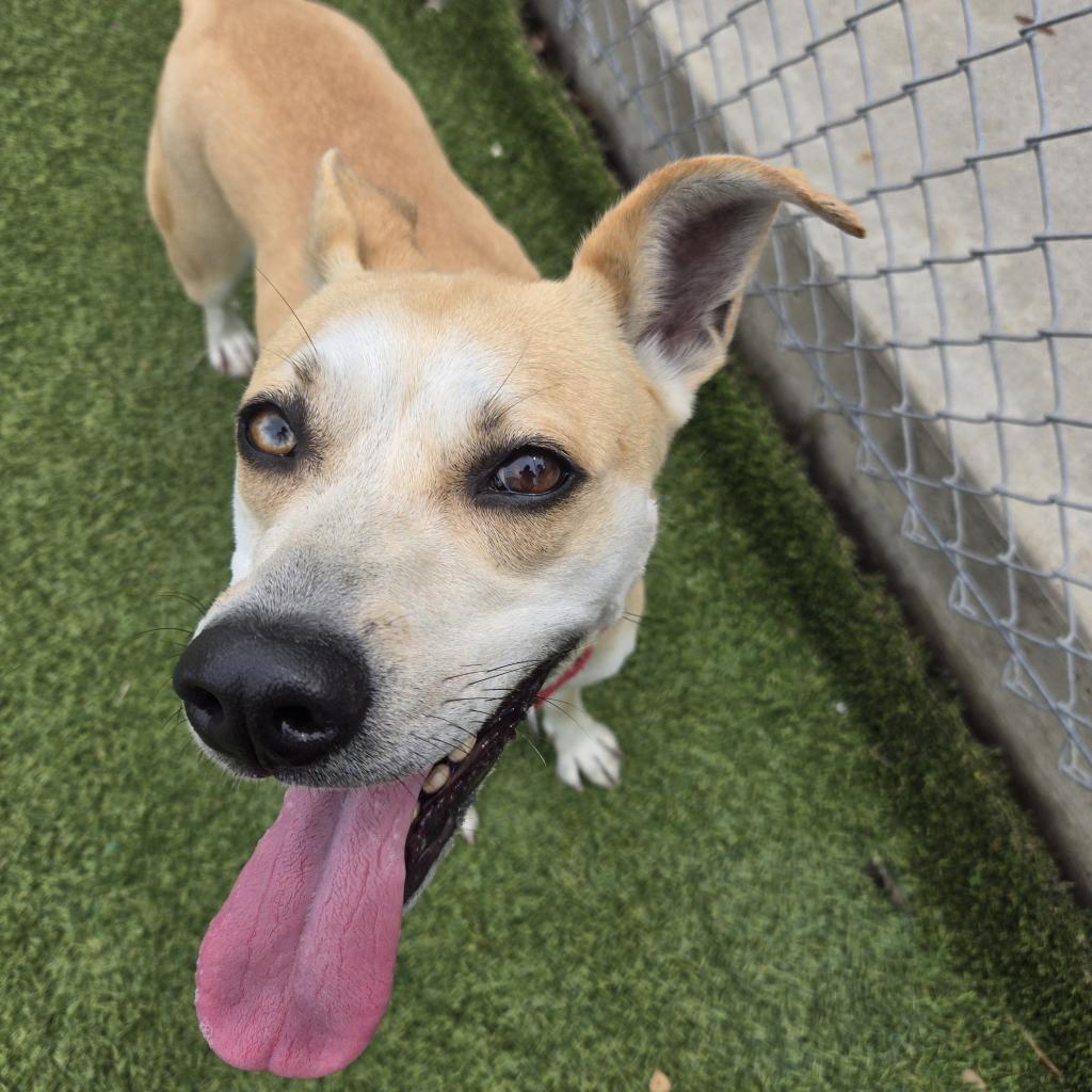 Francine, Adoptable, Adult Female Yellow Labrador Retriever & Mixed Breed.