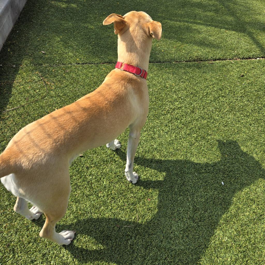 Francine, a Adoptable mixed breed in Galveston, TX image 2/6