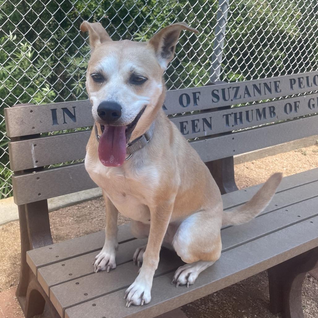 Francine, a Adoptable mixed breed in Galveston, TX image 3/6