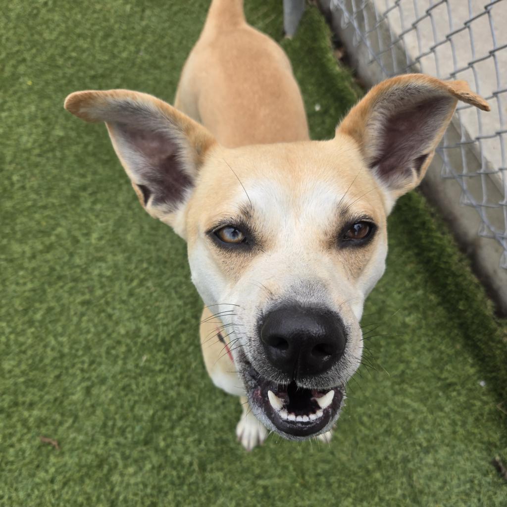 Francine, a Adoptable mixed breed in Galveston, TX image 4/6