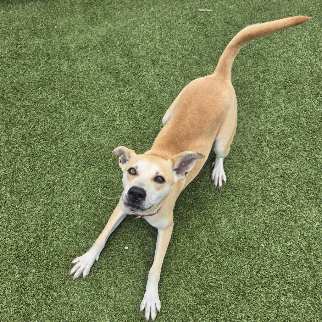 Francine, a Adoptable mixed breed in Galveston, TX image 5/6