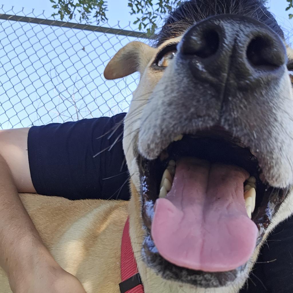 Francine, a Adoptable mixed breed in Galveston, TX image 6/6