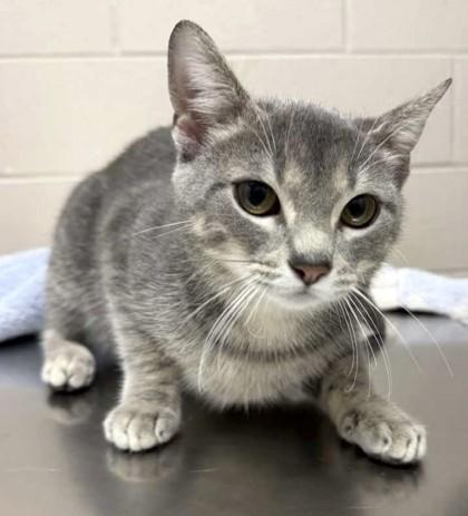 Freya, Adoptable, Adult Female Domestic Short Hair & Domestic Short Hair.