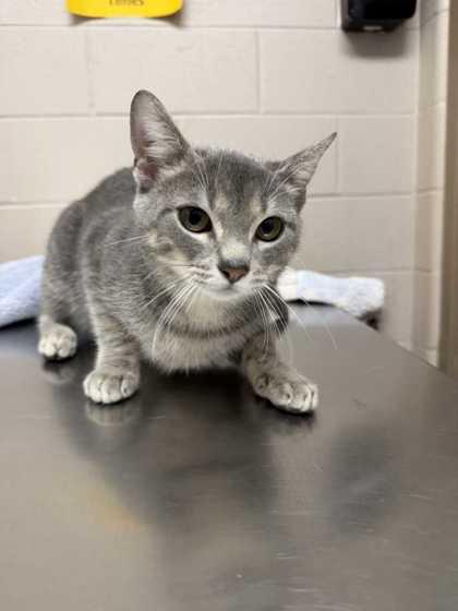 Freya, a Adoptable mixed breed in New Albany, IN image 2/2