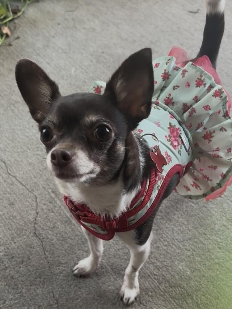 Enlarge Foxy, a Adoptable Chihuahua in Orlando, FL image 2/6