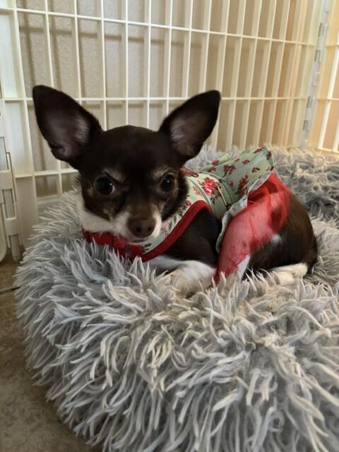 Enlarge Foxy, a Adoptable Chihuahua in Orlando, FL image 4/6