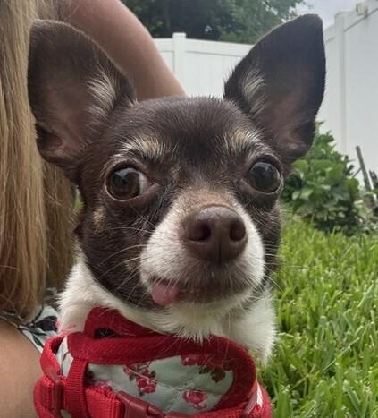 Enlarge Foxy, a Adoptable Chihuahua in Orlando, FL image 5/6