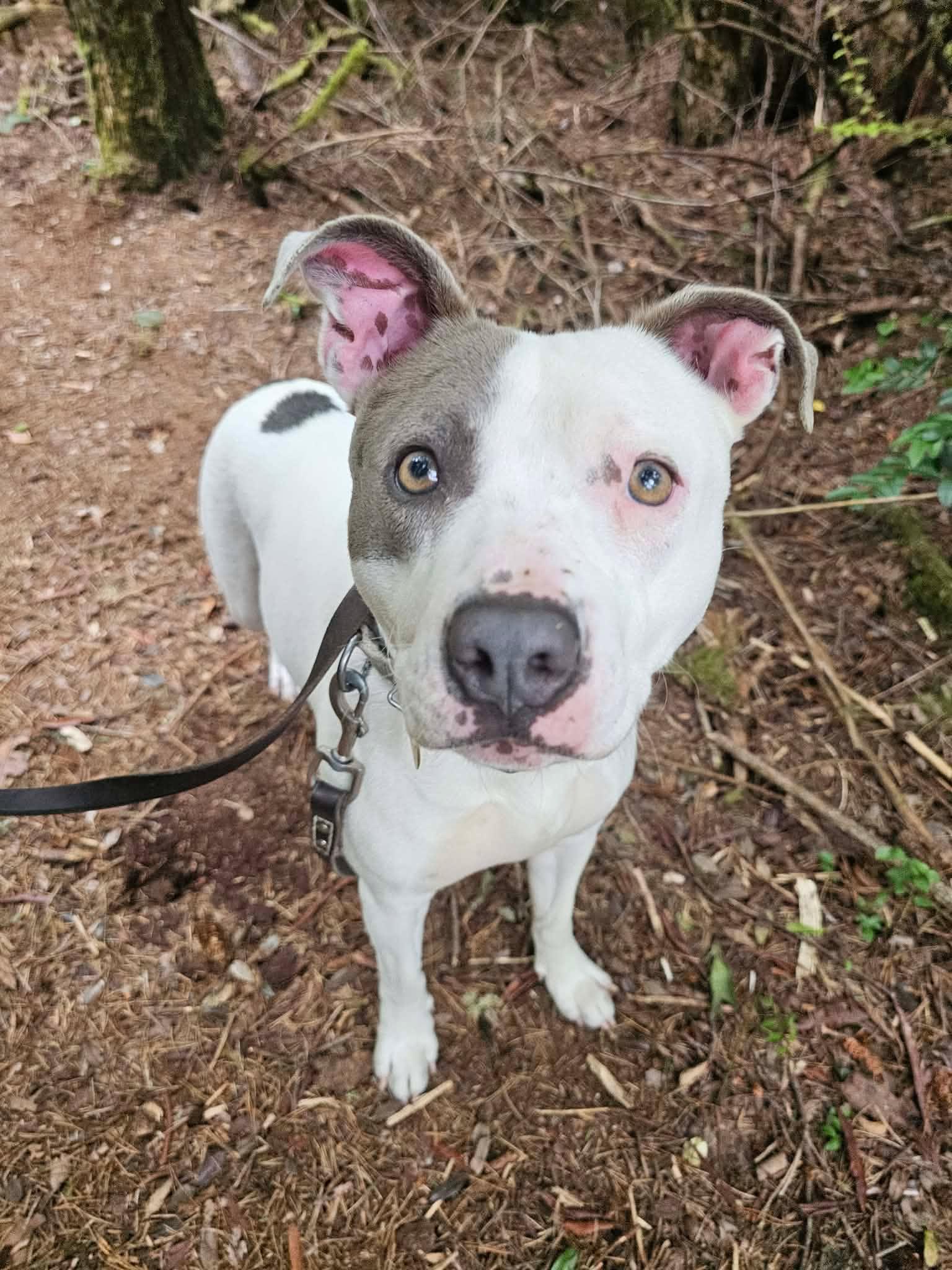 Carly, ADOPTABLE, Adult Female Pit Bull Terrier.