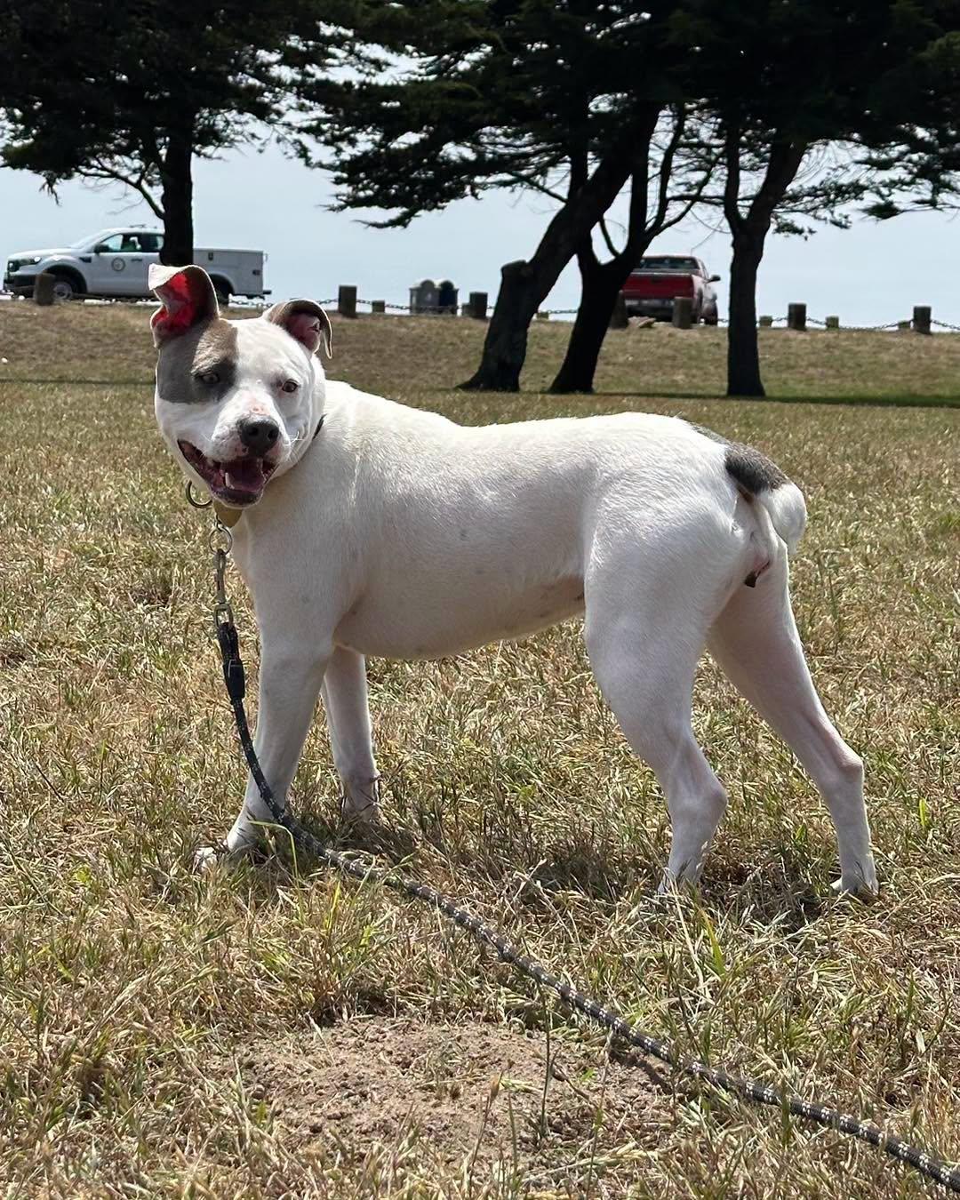Carly, a ADOPTABLE mixed breed in Crescent city, CA image 3/6