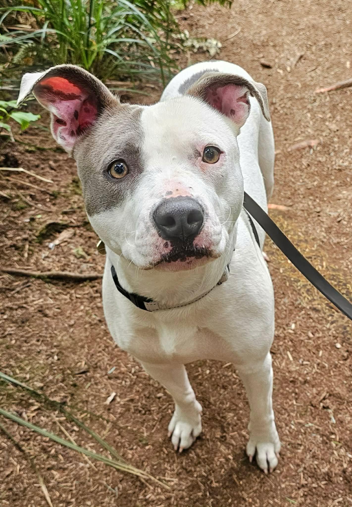 Carly, a ADOPTABLE mixed breed in Crescent city, CA image 4/6