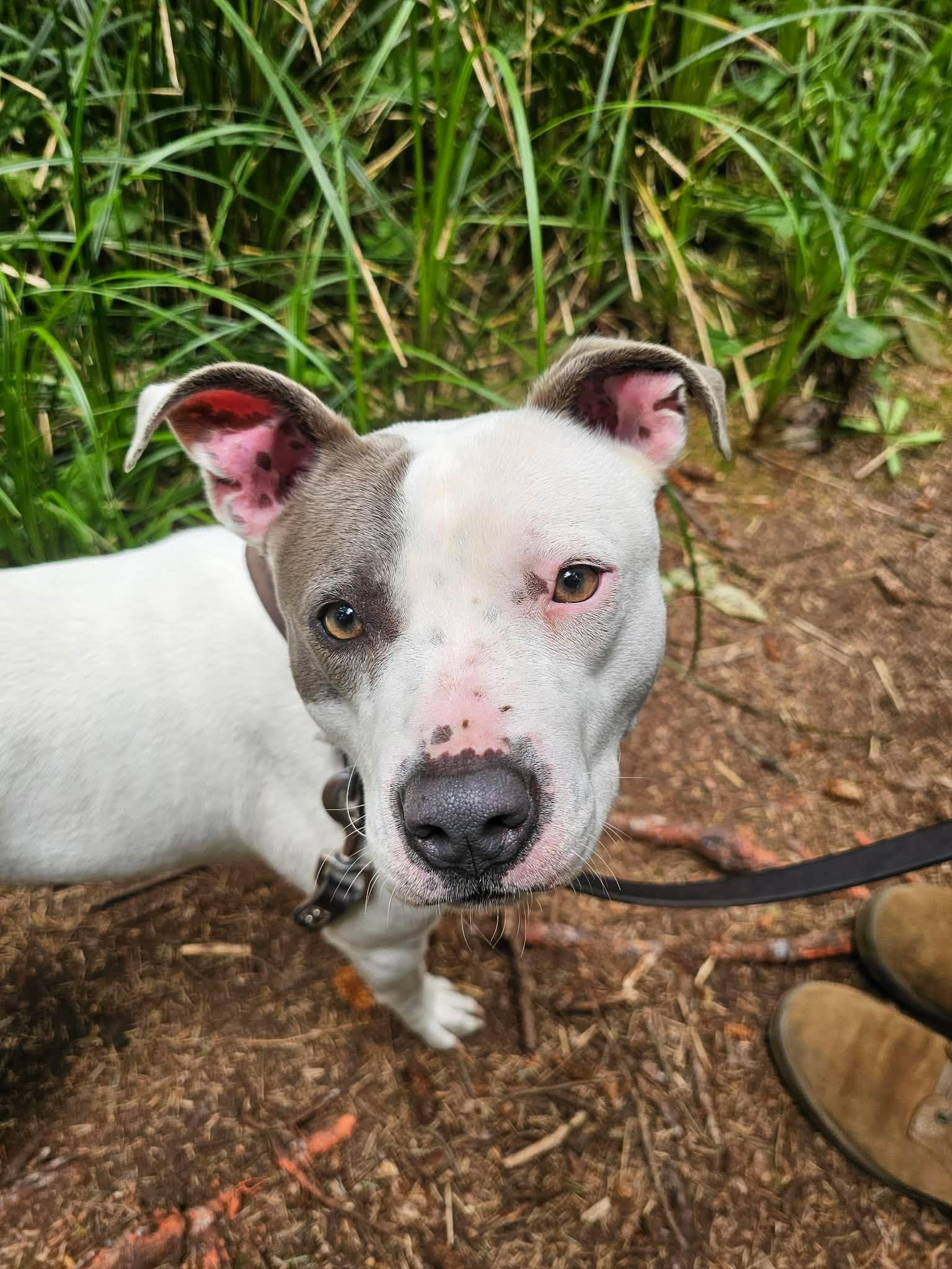 Carly, a ADOPTABLE mixed breed in Crescent city, CA image 5/6