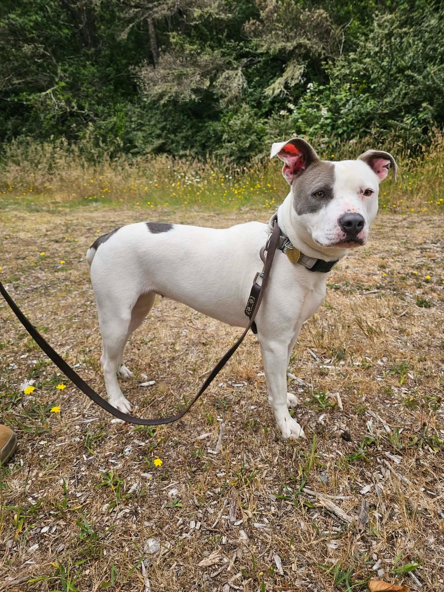 Carly, a ADOPTABLE mixed breed in Crescent city, CA image 2/6