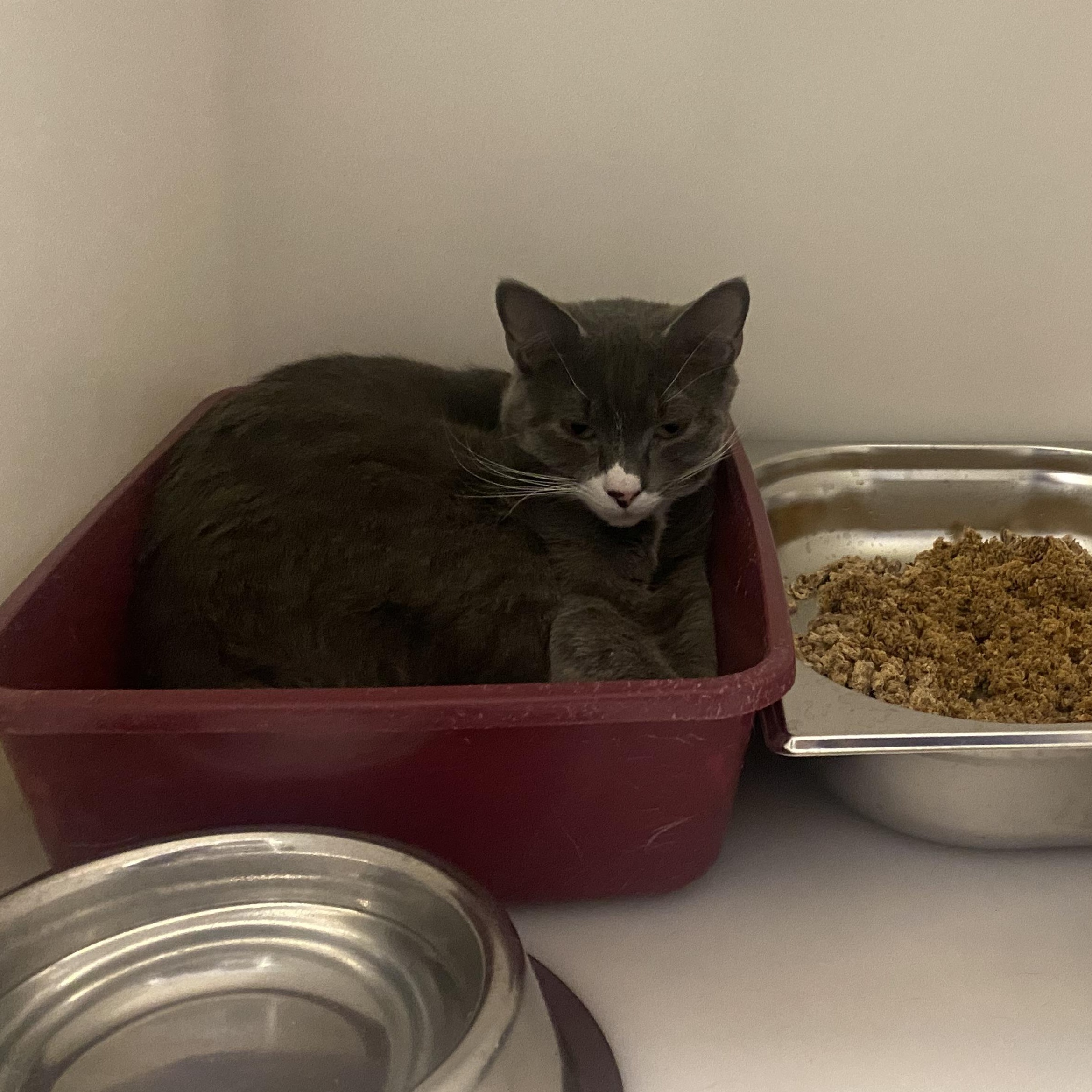 Enlarge Tom, a ADOPTABLE Domestic Short Hair in King George, VA image 1/2