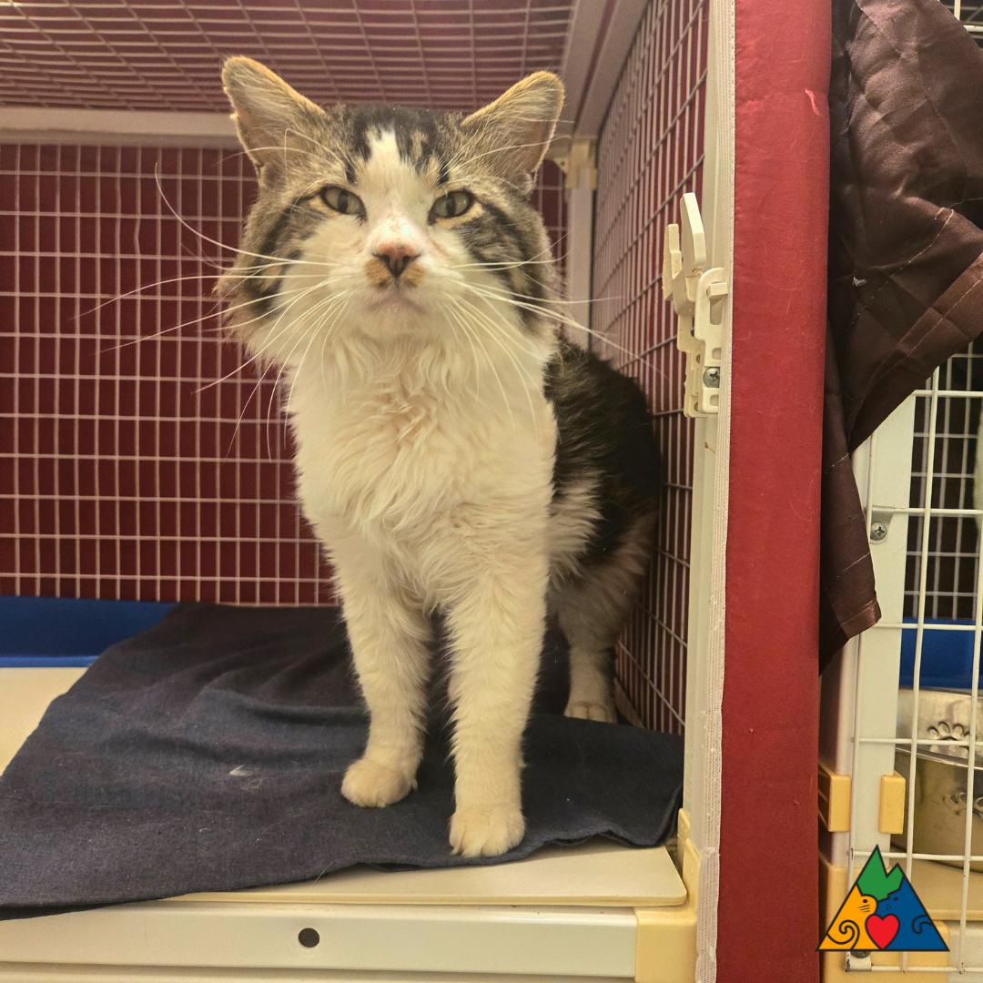 Pongo, an adoptable Domestic Long Hair in Douglas, WY, 82633 | Photo Image 2