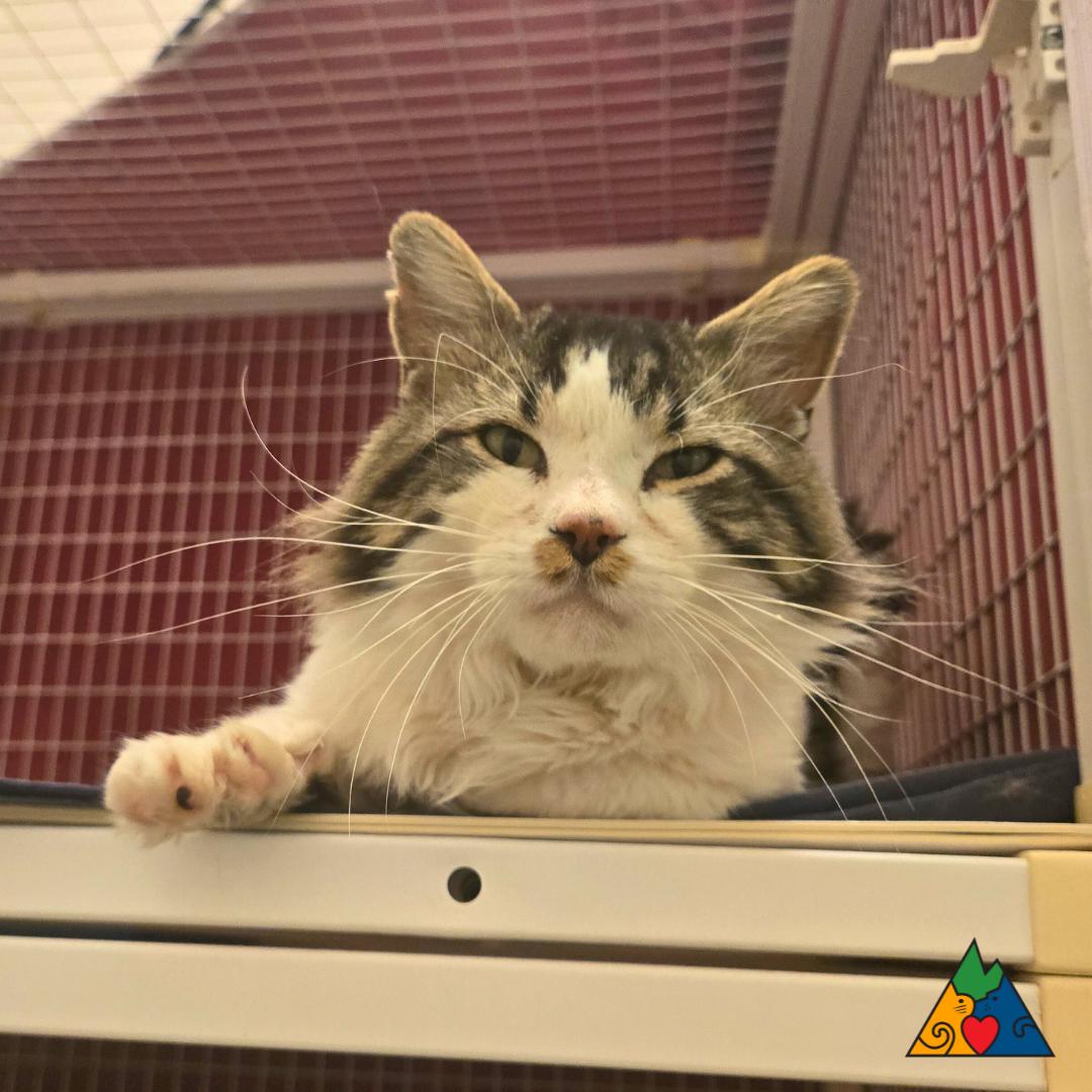 Pongo, an adoptable Domestic Long Hair in Douglas, WY, 82633 | Photo Image 3