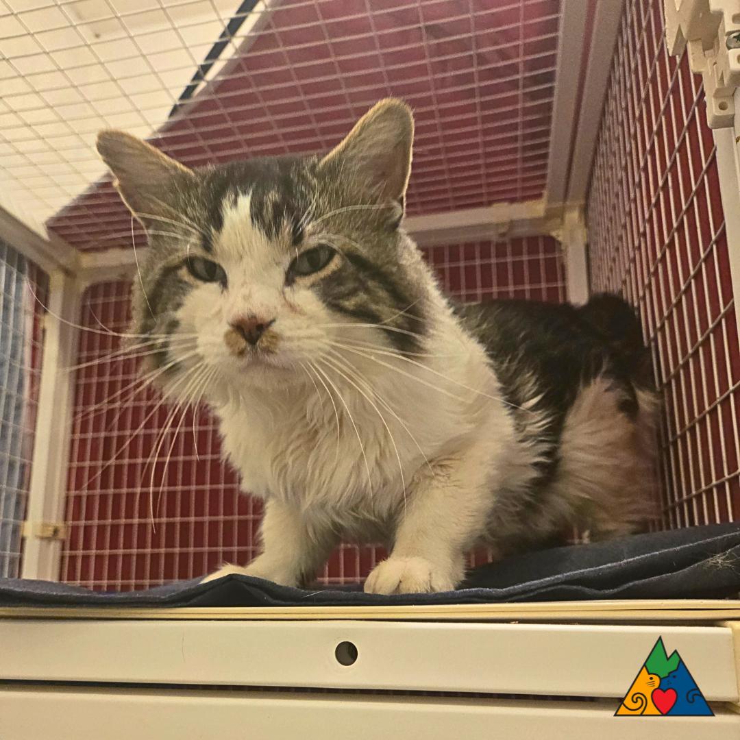 Pongo, an adoptable Domestic Long Hair in Douglas, WY, 82633 | Photo Image 1