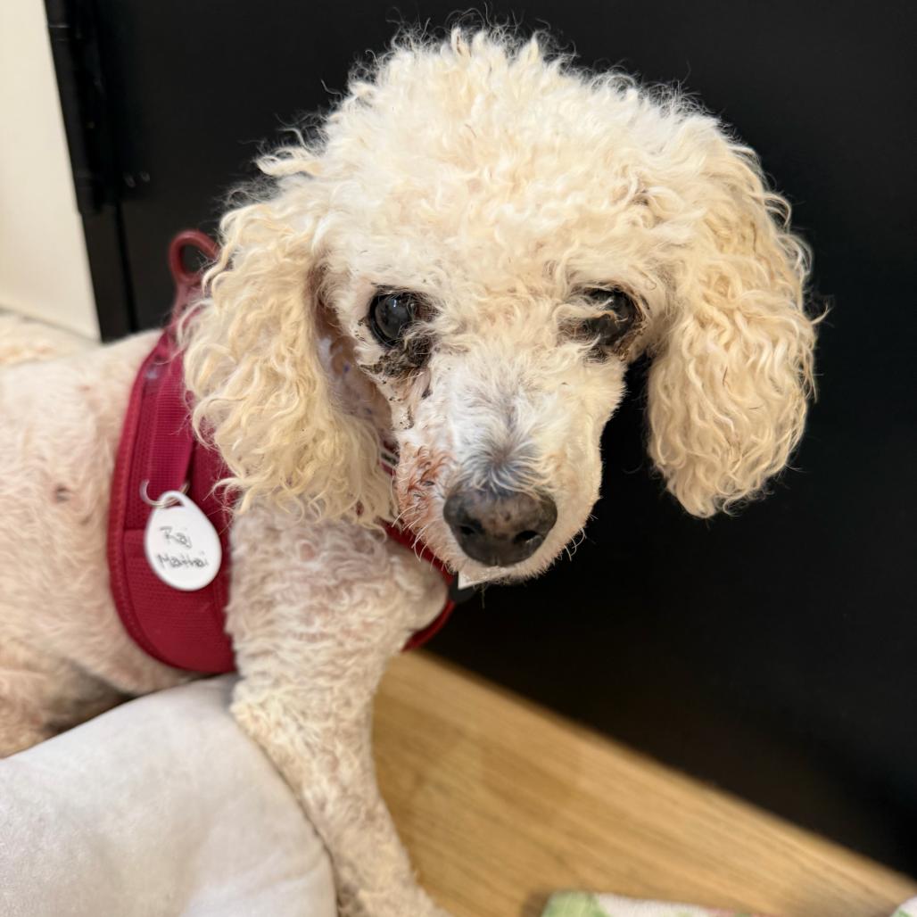Raj Mathai 14321, a Adoptable Poodle in San Francisco, CA image 1/6
