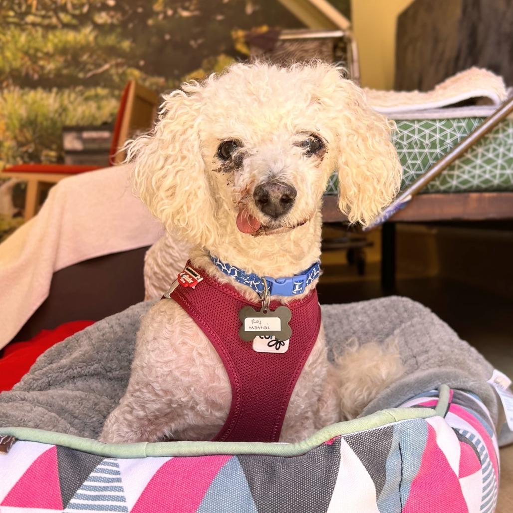 Raj Mathai 14321, a Adoptable Poodle in San Francisco, CA image 2/6