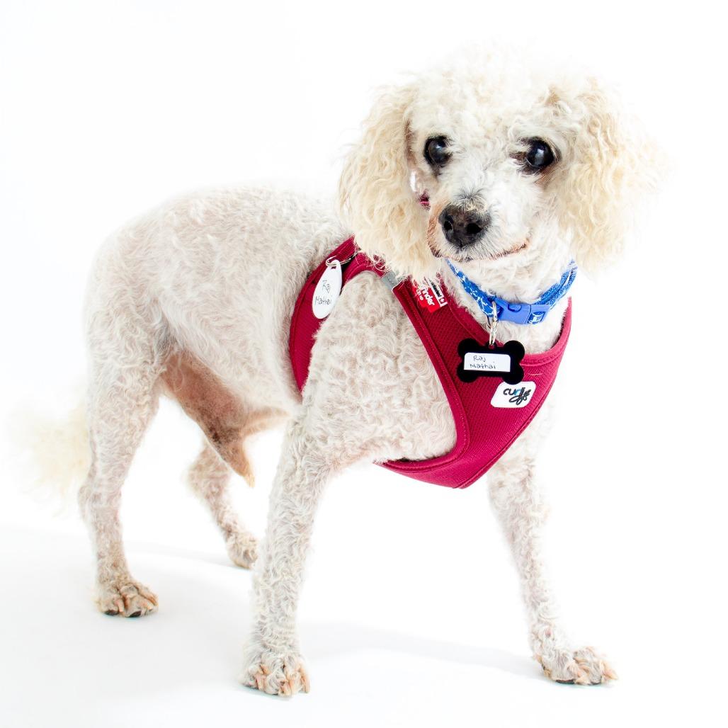 Raj Mathai 14321, a Adoptable Poodle in San Francisco, CA image 3/6
