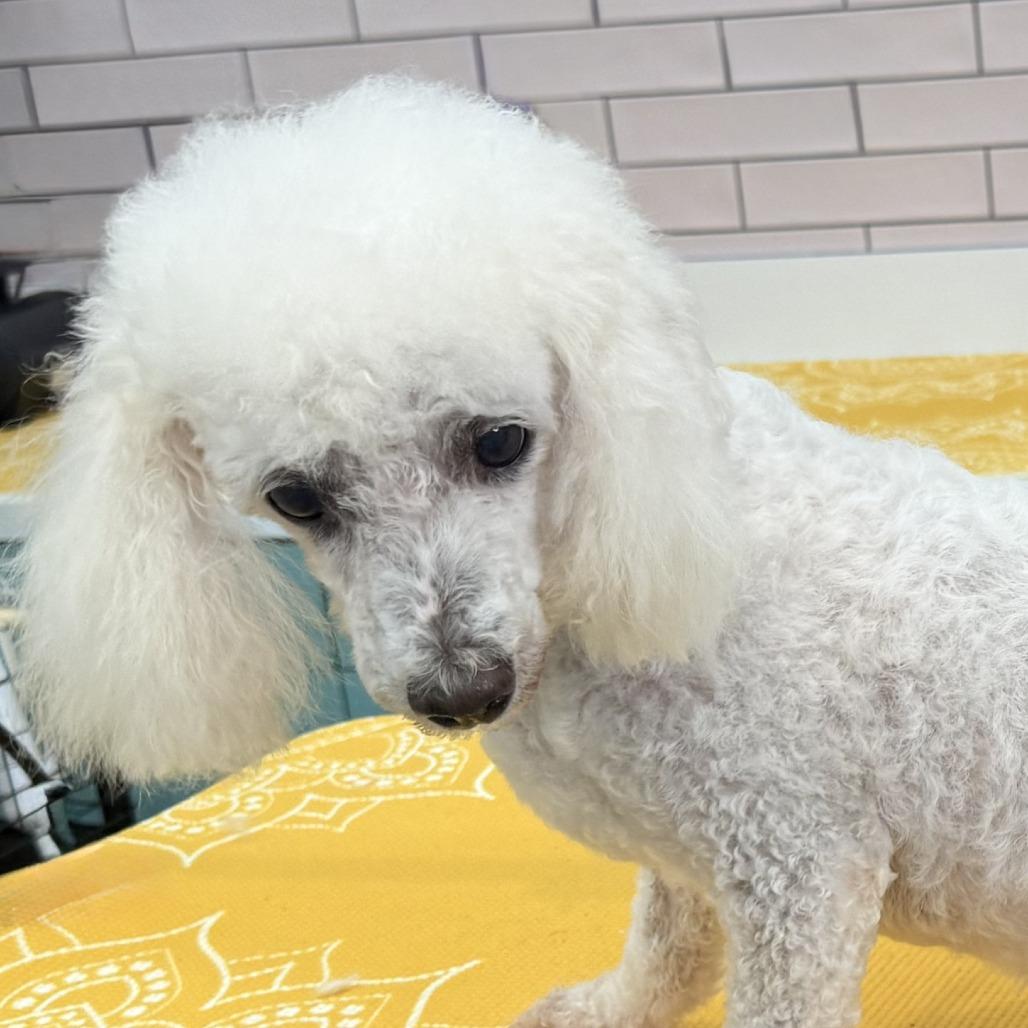 Raj Mathai 14321, a Adoptable Poodle in San Francisco, CA image 4/6