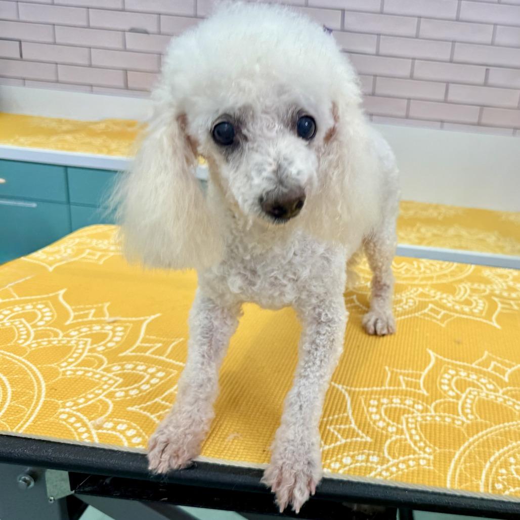Raj Mathai 14321, a Adoptable Poodle in San Francisco, CA image 5/6