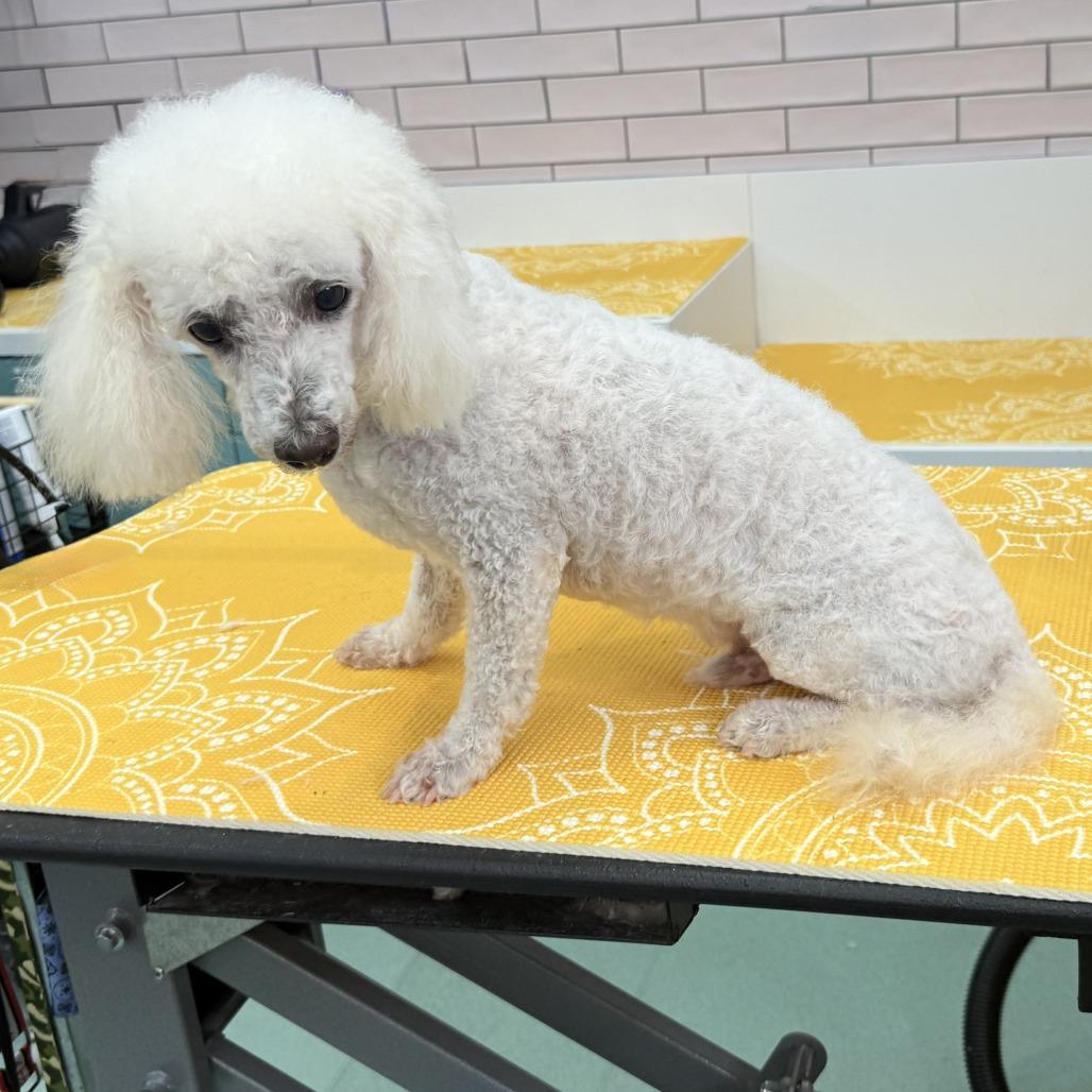 Raj Mathai 14321, a Adoptable Poodle in San Francisco, CA image 6/6