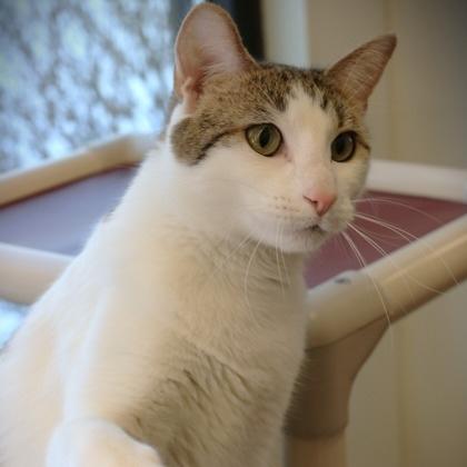 Thomas, a ADOPTABLE Domestic Short Hair in Rochester, MN image 2/3