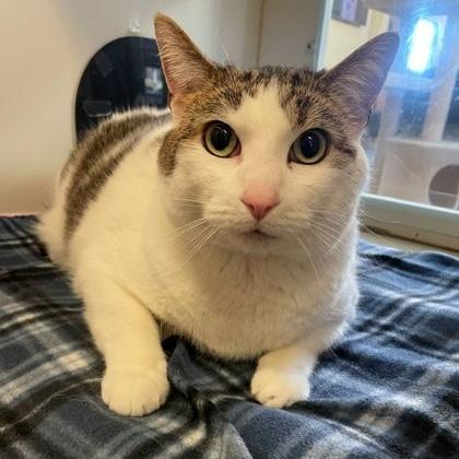 Thomas, a ADOPTABLE Domestic Short Hair in Rochester, MN image 3/3