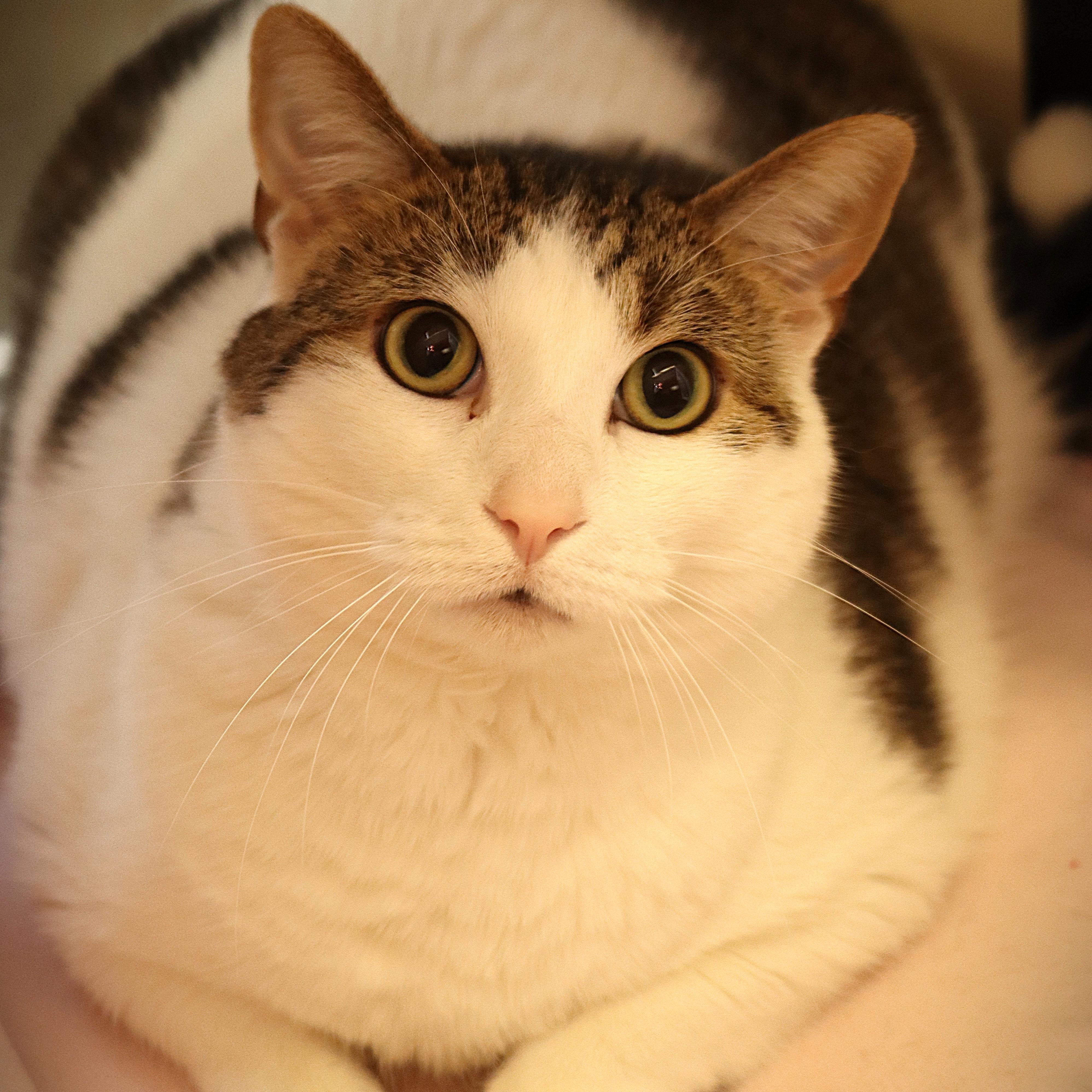Thomas, ADOPTABLE, Adult Male Domestic Short Hair.