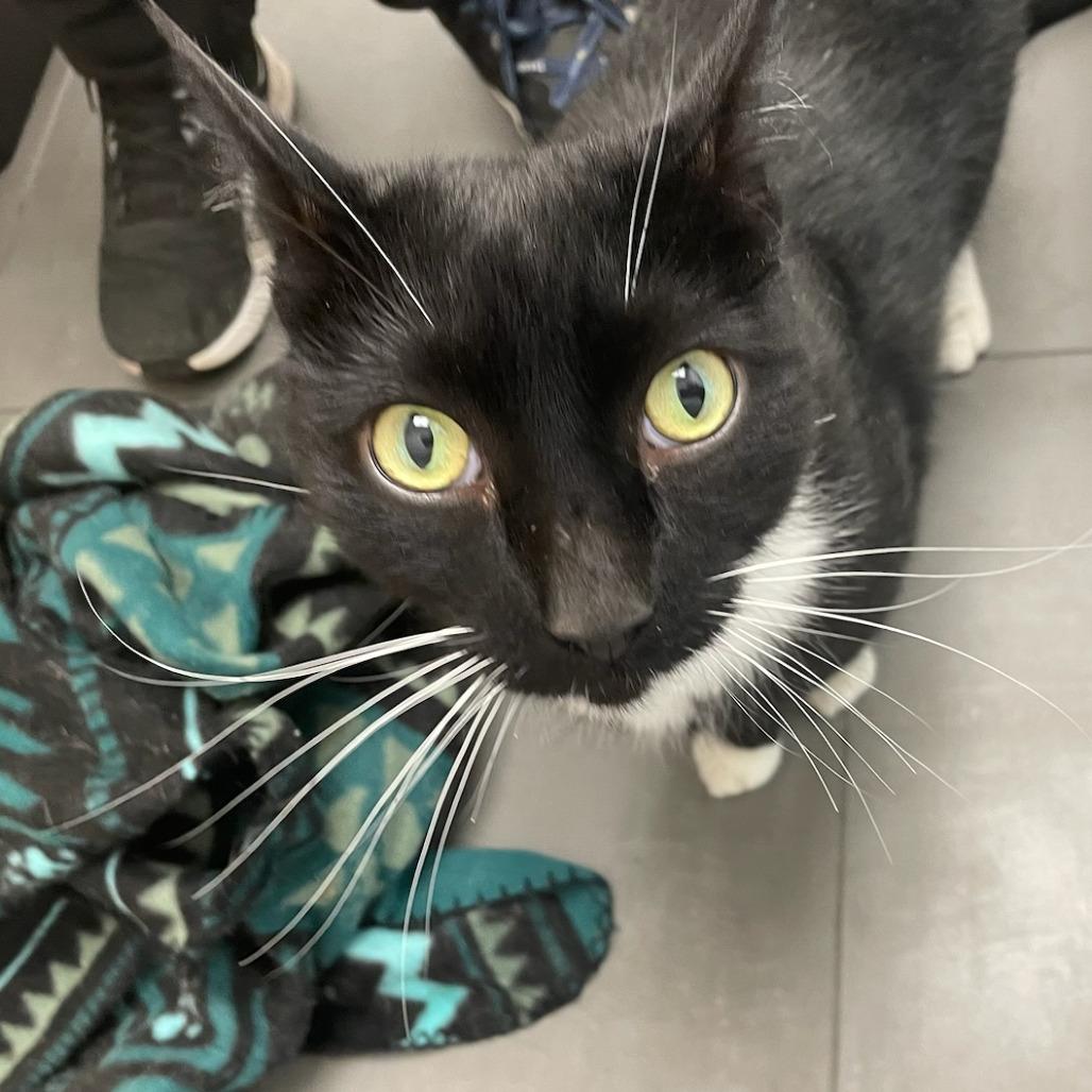 Fred, Adoptable, Adult Male Domestic Short Hair.