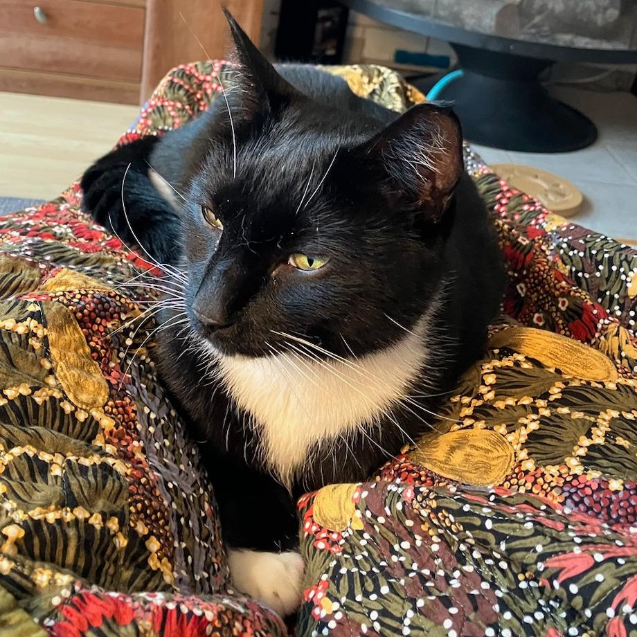 Fred, a Adoptable Domestic Short Hair in Lions Bay, BC image 2/2