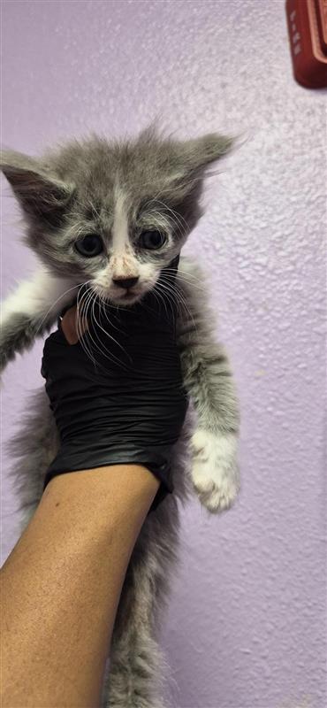 61492946, Adoptable, Kitten Female Domestic Short Hair.