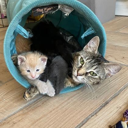 Dame Diana Rigg, Adoptable, Adult Female Domestic Short Hair & Domestic Short Hair.