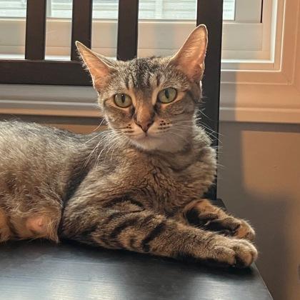 Enlarge Dame Diana Rigg, a Adoptable mixed breed in Wheaton, IL image 3/3