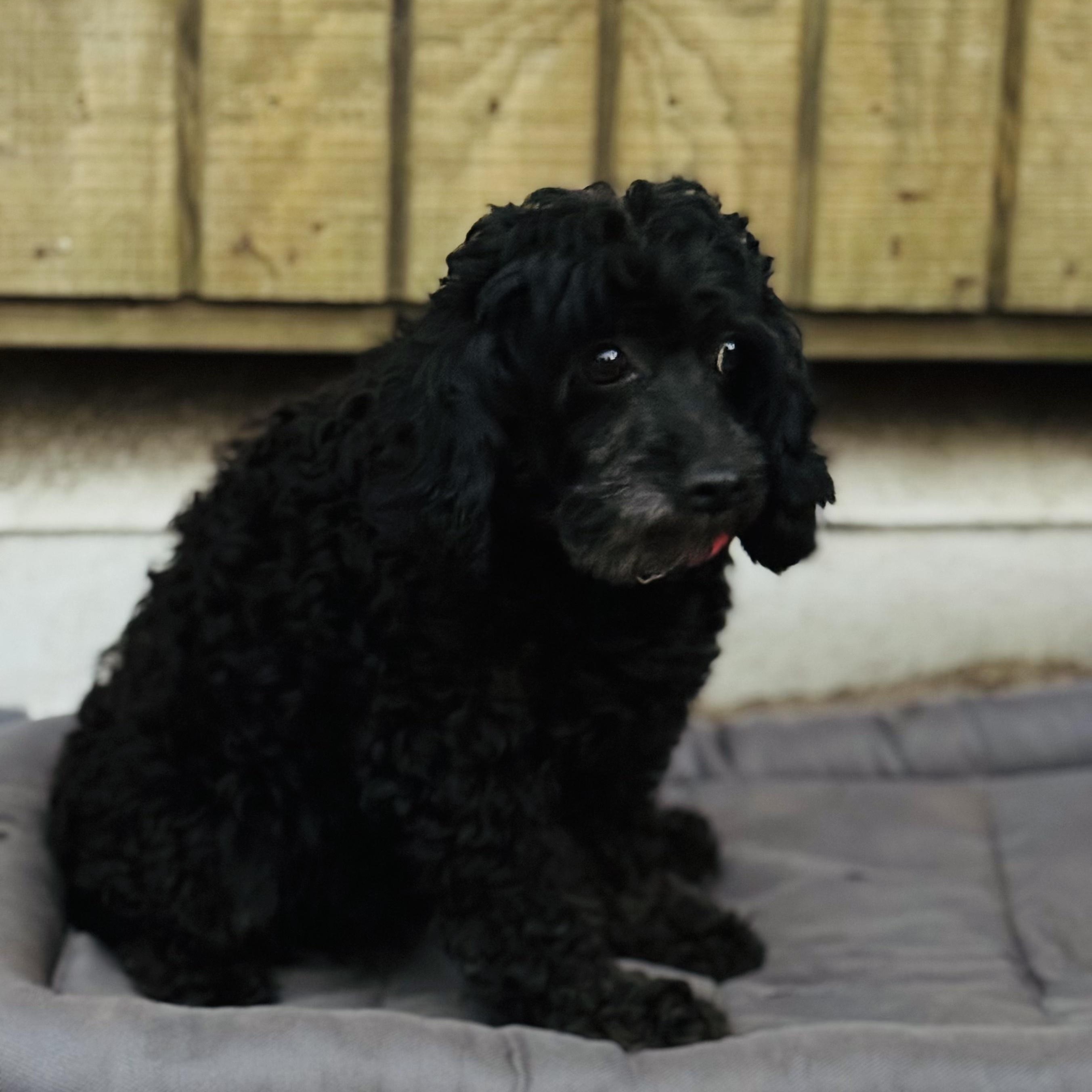Luna, Adoptable, Adult Female Poodle.