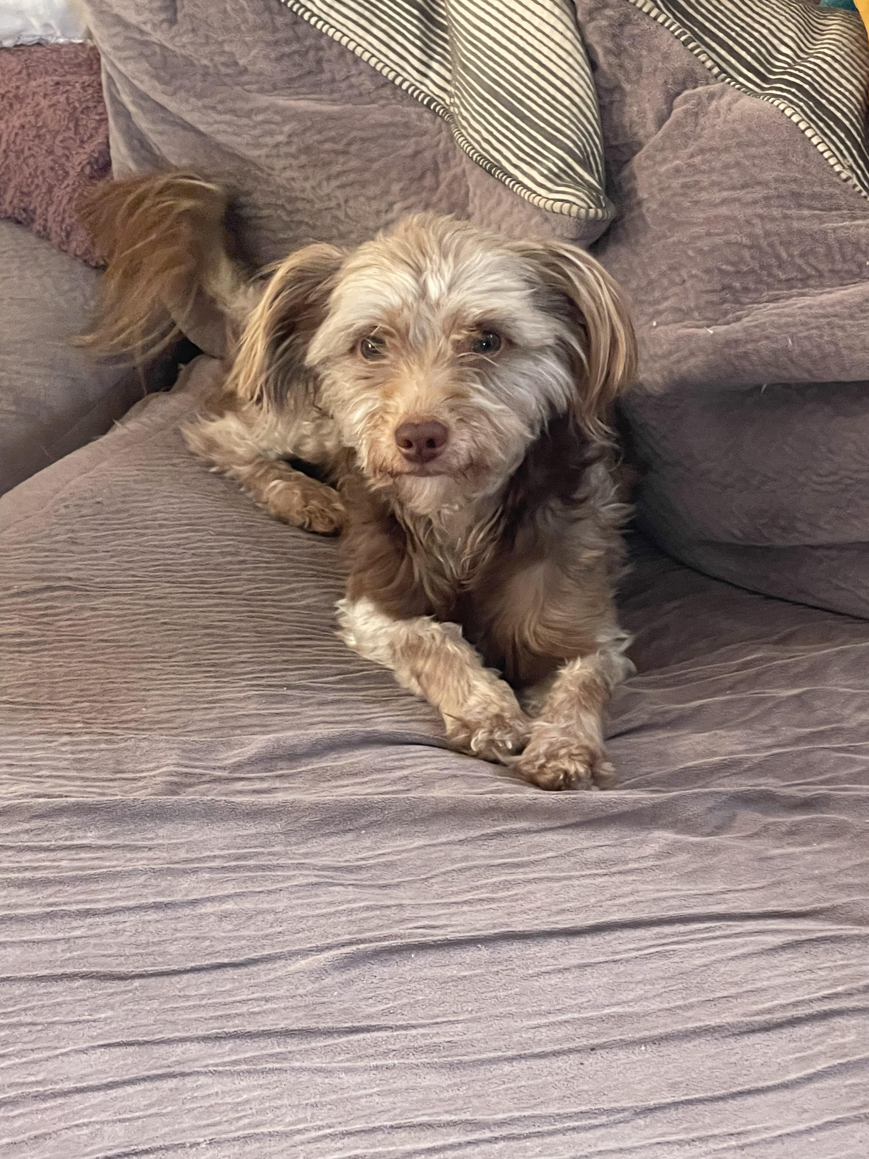 Oliver, ADOPTABLE, Young Male Yorkshire Terrier.