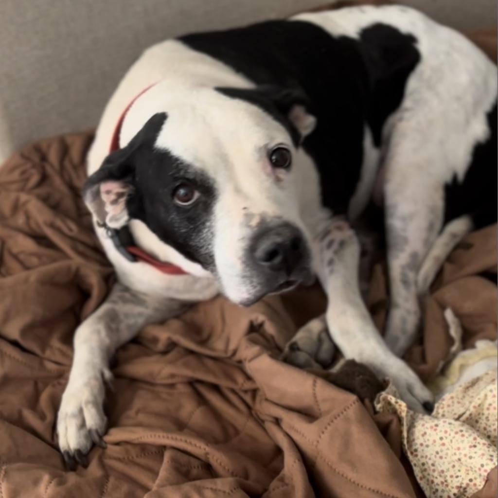 Enlarge Stella, a Adoptable Pit Bull Terrier in Pahrump, NV image 1/2