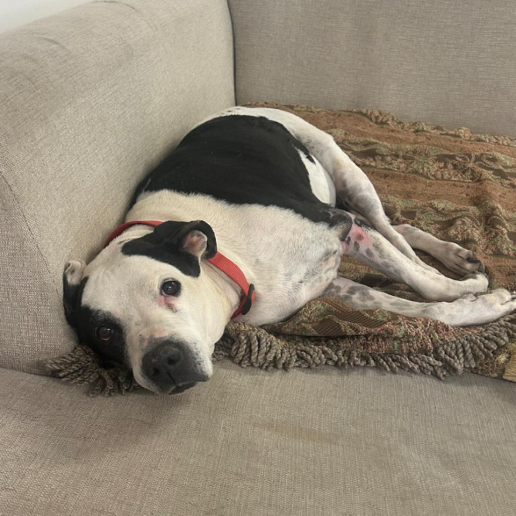 Enlarge Stella, a Adoptable Pit Bull Terrier in Pahrump, NV image 2/2