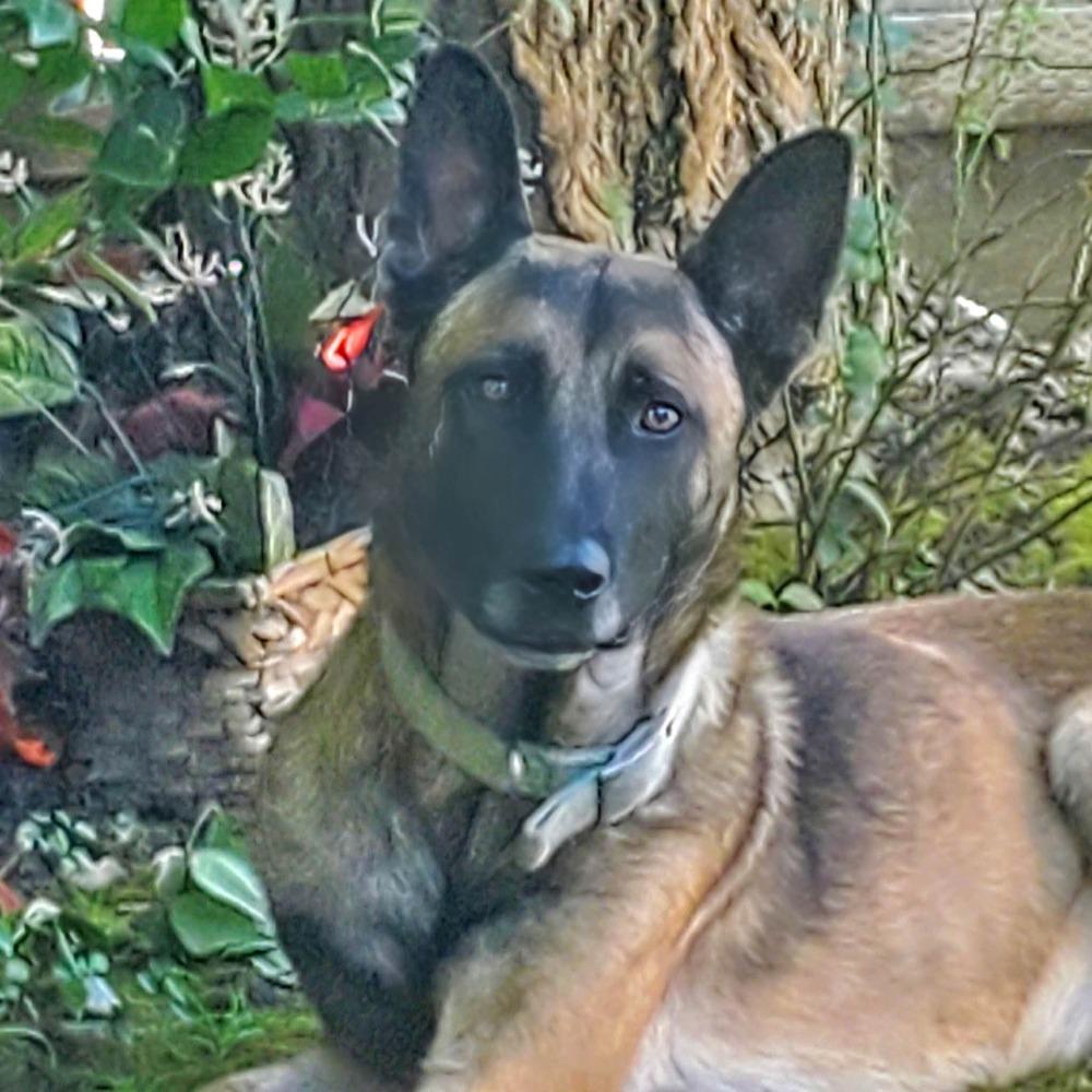 Jett- Located in California, Adoptable, Young Male Belgian Shepherd / Malinois & German Shepherd Dog.