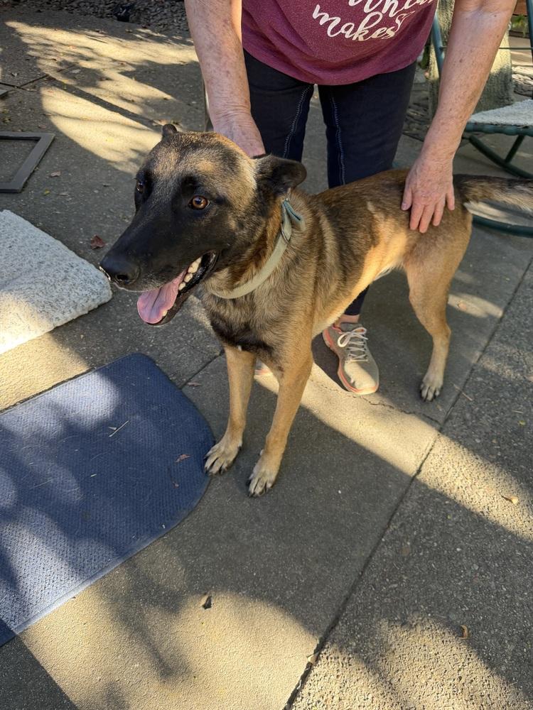 Enlarge Jett- Located in California, a Adoptable mixed breed in Imlay City, MI image 2/5