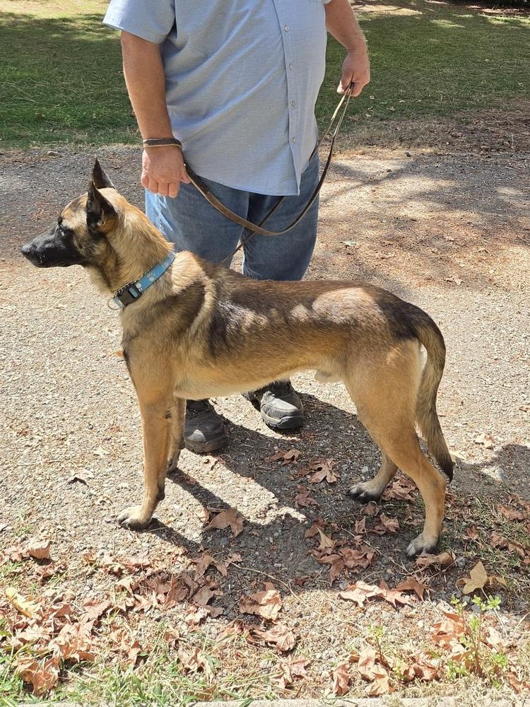 Enlarge Jett- Located in California, a Adoptable mixed breed in Imlay City, MI image 3/5
