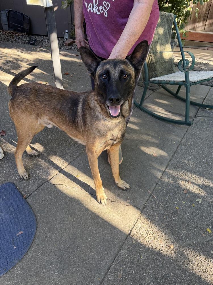 Enlarge Jett- Located in California, a Adoptable mixed breed in Imlay City, MI image 4/5