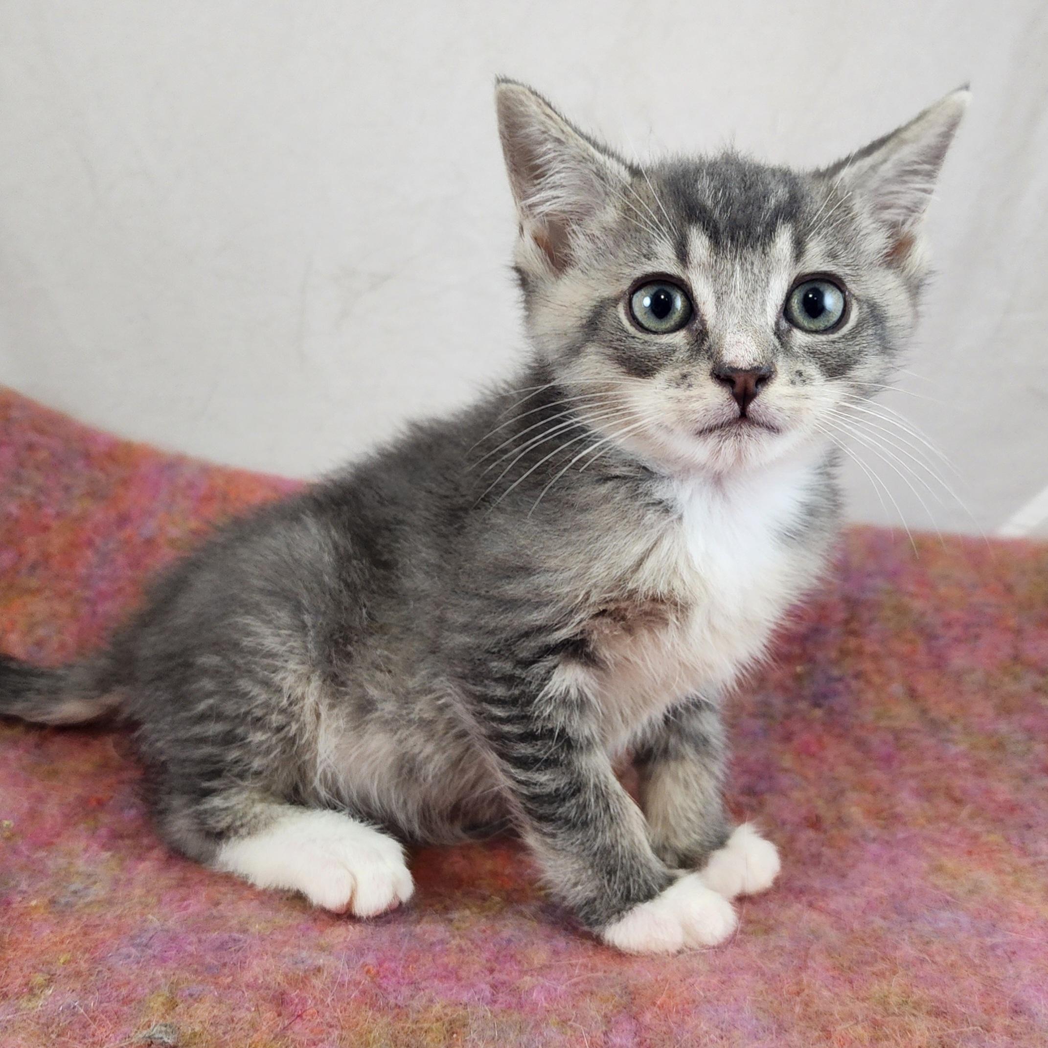 Clyde, a Adoptable Domestic Short Hair in New York, NY image 2/6