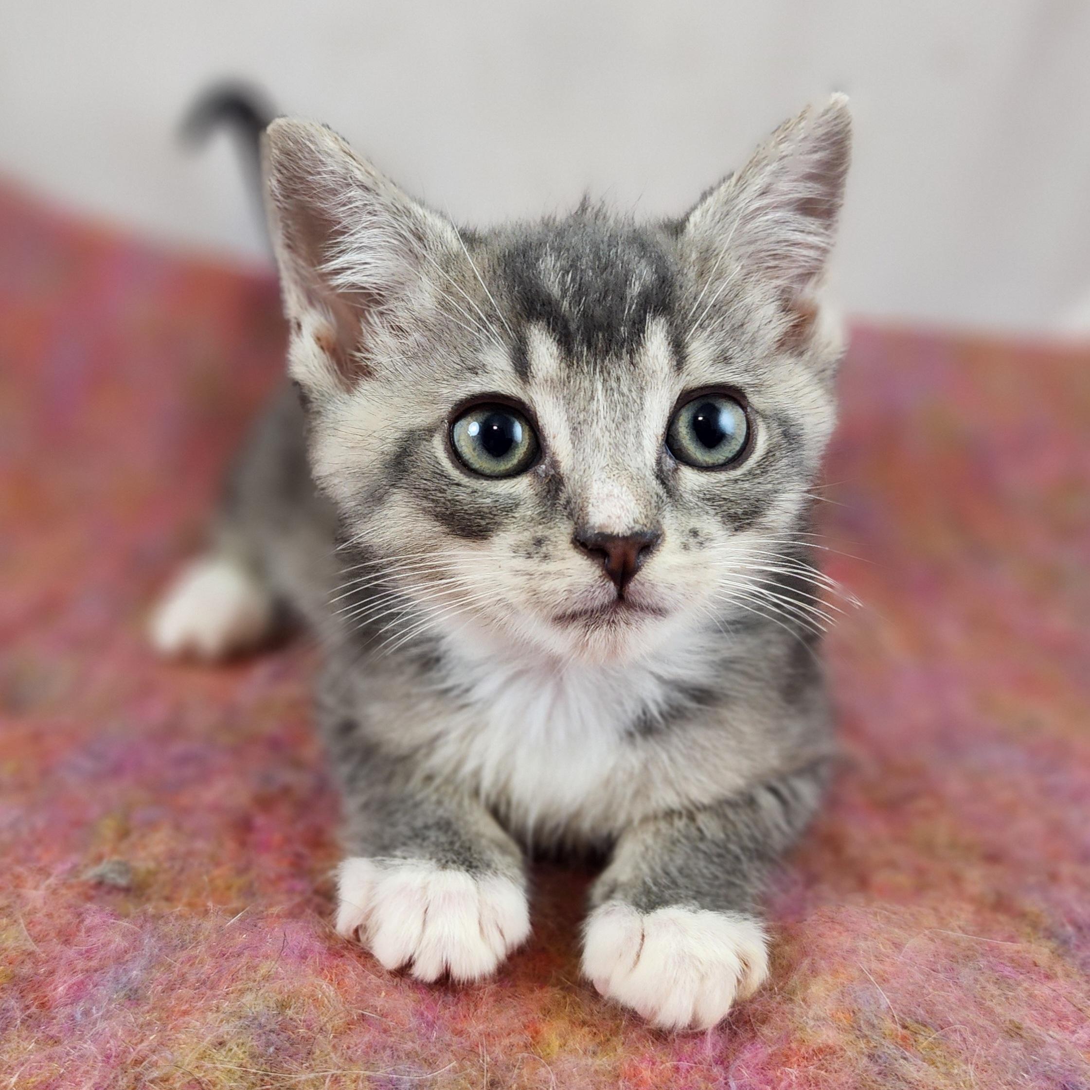 Clyde, a Adoptable Domestic Short Hair in New York, NY image 5/6