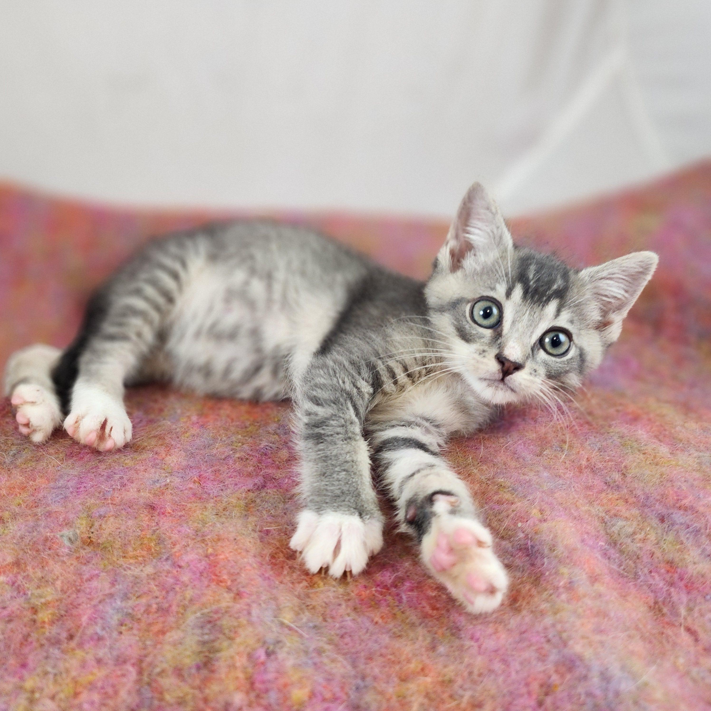 Clyde, a Adoptable Domestic Short Hair in New York, NY image 3/6
