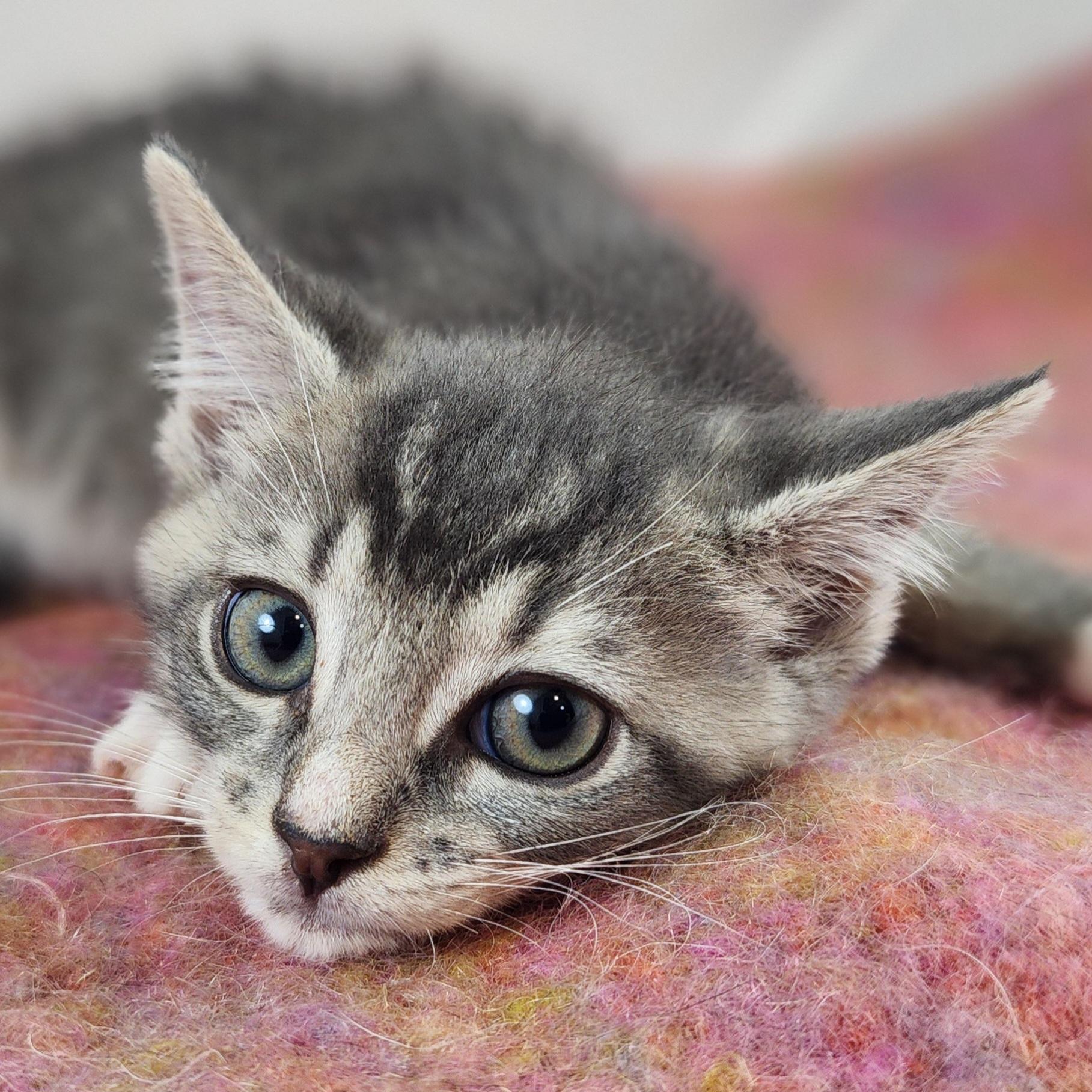 Clyde, a Adoptable Domestic Short Hair in New York, NY image 4/6