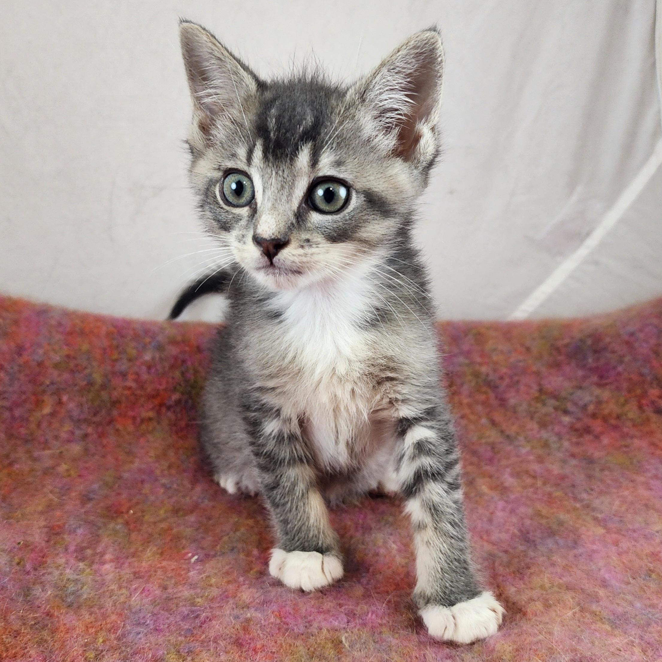 Clyde, a Adoptable Domestic Short Hair in New York, NY image 1/6